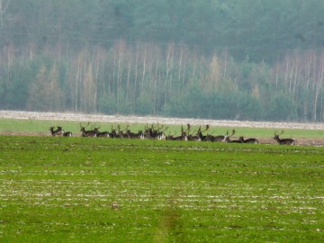 3 marca – Międzynarodowy Dzień Dzikiej Przyrody., 